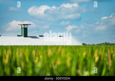 Rural summer cornfield in the foreground frames a distant white metal barn roof in sharp focus. A bright blue sky is filled with scattered clouds. The Stock Photo