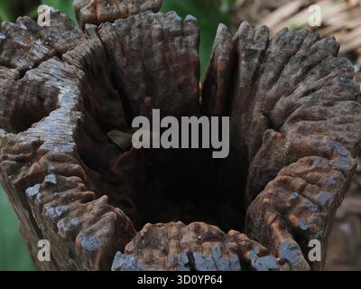 Aerial view of a decayed, hollow tree stump. The decayed wood reveals a rough surface, with deep cracks and rings, revealing a dark, empty cavity in t Stock Photo