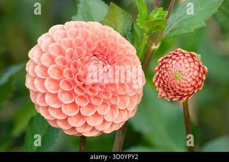 Dahlia Cornel Brons, Ball dahlia with tightly inrolled petals, forming a flattened ball, pink and soft peach Stock Photo