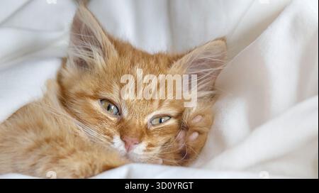 A cute ginger kitten wakes up under a soft blanket Stock Photo