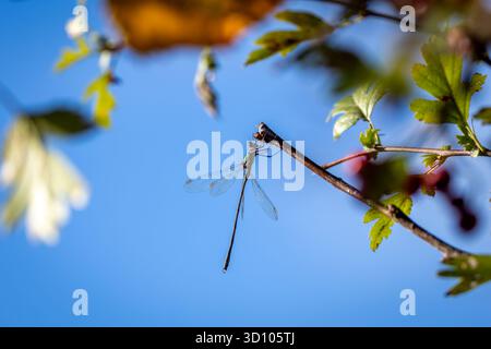 A dragonfly resting gracefully on a thin branch, surrounded by leaves and illuminated by sunlight against a bright blue sky. The photo captures the be Stock Photo