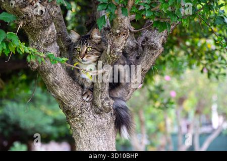A beautiful stray long hair tabby cat sits in a tree like a Cheshire Cat in a park in Istanbul, Turkey. Stock Photo