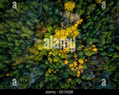 Canopies of yellow leaf trees in autumn surrounded by green evergreen forest seen from directly high above Stock Photo