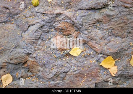 Oslo, Norway - September 7, 2025: Leaves in the stone. Leaves fossil exhibited in Botanical Garden at the Natural History Museum in Oslo Stock Photo