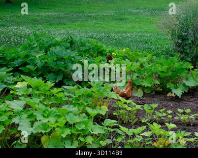 Chickens in the homegrown summer squash vegetable garden.  Outdoor organic garden setting with rooster and hen foraging. Farm and homestead setting of Stock Photo