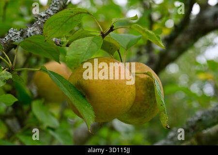 Growing russet orange autumn fruits of apple Orleans Reinette UK garden September Stock Photo