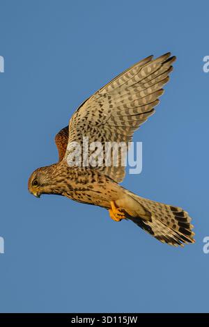 Common Kestrel Falco tinnunculus hovering and hunting for prey. Stock Photo
