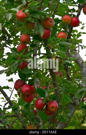 Growing red autumn fruits of apple Jonathon UK garden September Stock Photo