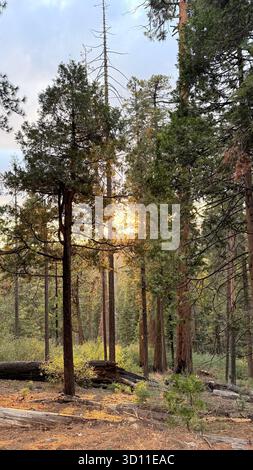 Golden sunlight streaming through a quiet forest landscape Stock Photo