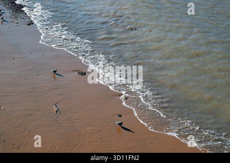 Shoreline of the River Thames with small waves and seagulls on the sandy bank Stock Photo