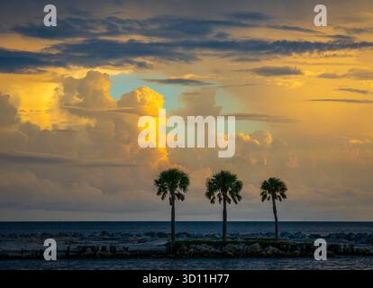 Three palm trees silhouetted  against a sunst sky in southwest Florida USA Stock Photo