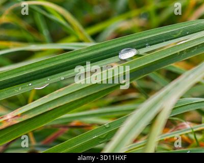Early spring brings vibrant green grass where morning dew droplets rest on the blades, reflecting light in a serene garden setting. Nature's beauty is Stock Photo
