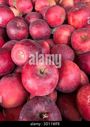 Jonathon apples Malus domestica in closeup freshly picked from orchard ready for shipment Stock Photo