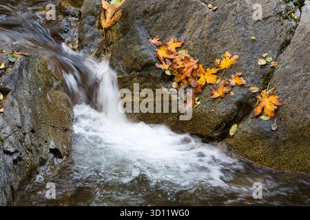 Small stream dropping over rocks in slow motion with brown and orange seasonal fall leaves Stock Photo