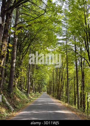 Paved narrow country road passing through canopy of green deciduous trees in early fall Stock Photo