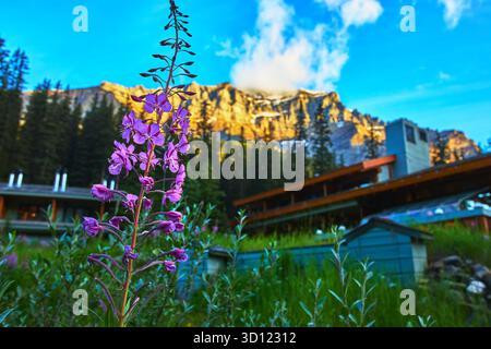 Wildflower in Morning Light With Mountain Lodge and Sunrise Peaks Stock Photo
