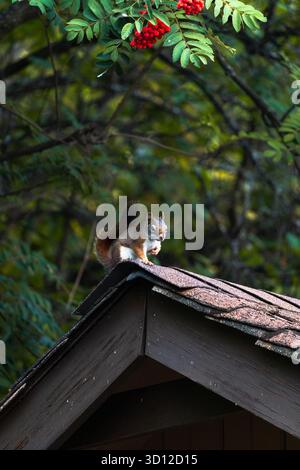 American red squirrel, Tamiasciurus hudsonicus, sitting on a shed roof beneath a mountain ash tree in early autumn Stock Photo