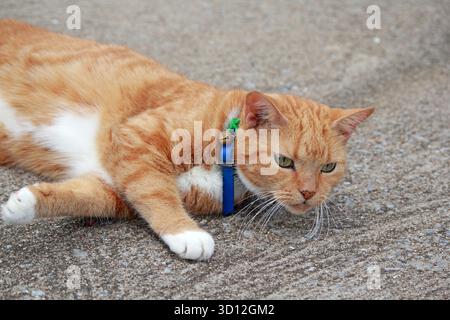 Ginger orange and white cat with a blue collar resting on a grey concrete surface Stock Photo