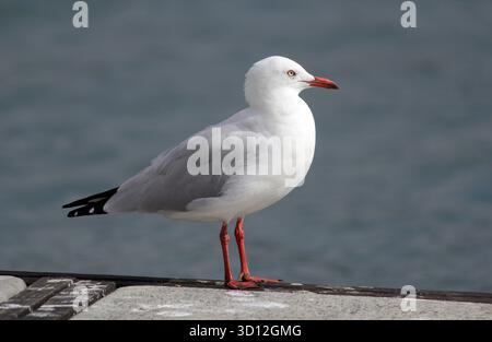 Silver gull seagull bird standing on a concrete pier with the ocean in the background Stock Photo