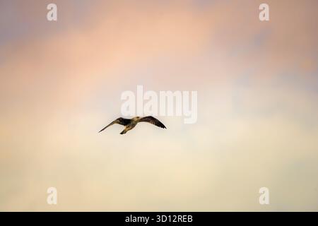 Bird flies solo across soft pastel sky, wings spread, tranquil dusk mood Stock Photo