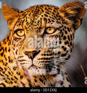 African leopard face hi-res stock photography and images - Alamy