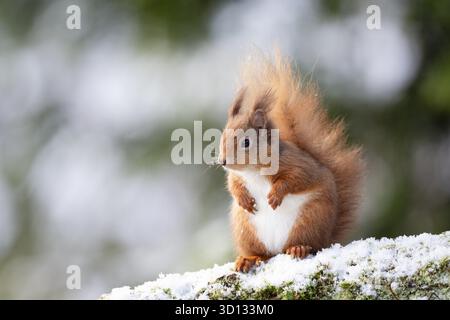 Red Squirrel, Sciurus vulgaris on a snowy branch in Aberfeldy, Perthshire, Scotland, UK Stock Photo
