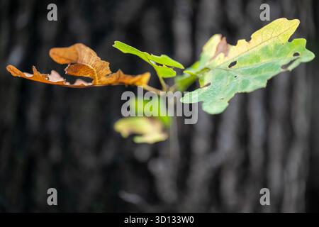 A young oak sapling struggles to grow from the trunk of a mature tree. Some leaves are still green, while others are turning brown, signaling the chan Stock Photo