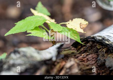 A young sapling emerges from a decaying log, showcasing nature's resilience. The vibrant green leaves contrast with the weathered wood, symbolizing ne Stock Photo