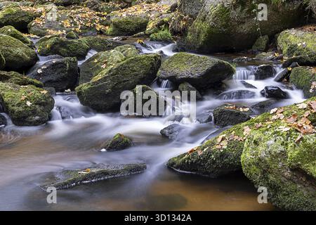 A small stream flows over mossy stones in the autumnal forest, Hoellfall Arbesbach Waldviertel Lower Austria Austria Stock Photo