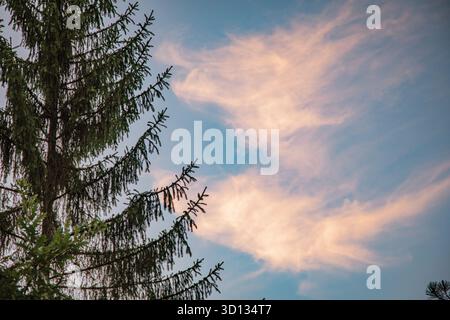 Pine tree branches creating a natural frame against a soft blue sky with wispy pink and orange clouds at sunset, evoking tranquility Stock Photo