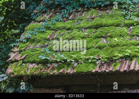 Rustic roof tiles heavily covered by vibrant green moss, with climbing vines adding to the natural decay and overgrown aesthetic Stock Photo