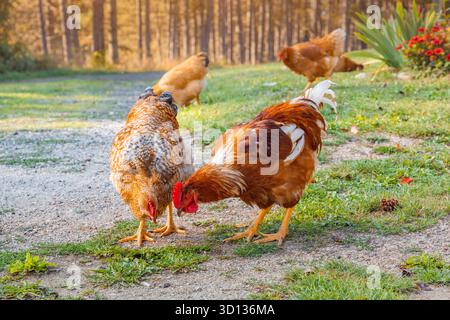 Chickens pecking for food on grass and gravel in a farm setting, with more poultry in the background Stock Photo