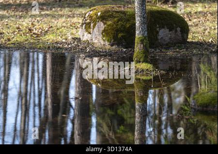 Moss-covered stones reflect in clear water within a serene forest setting during daylight Stock Photo