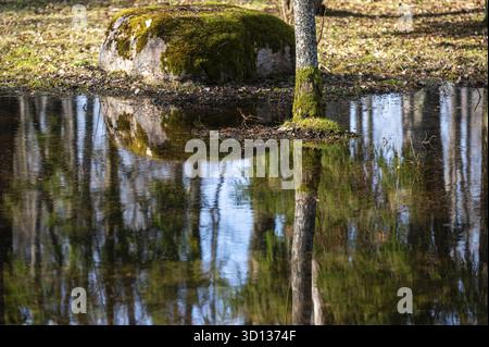 Moss-covered stones reflect in clear water within a serene forest setting during daylight Stock Photo