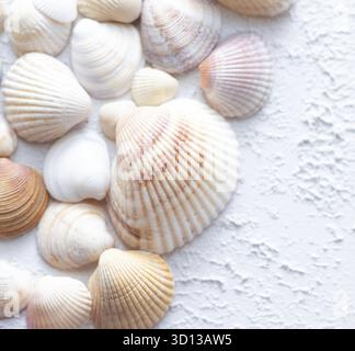Shells on a light background . Article about vacation. Light background. Sea shells lie on a light background Stock Photo