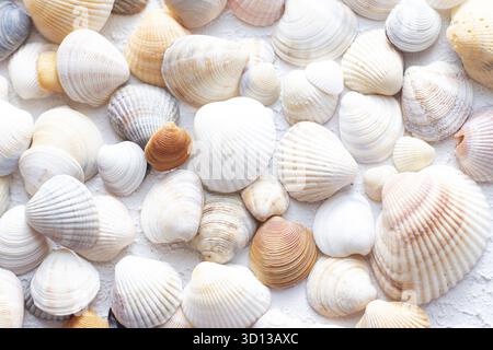 Shells on a light background . Article about vacation. Light background. Sea shells lie on a light background Stock Photo