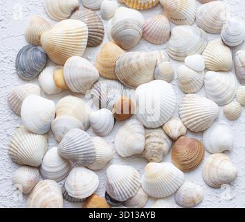 Shells on a light background . Article about vacation. Light background. Sea shells lie on a light background Stock Photo