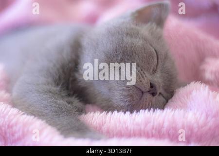 A British kitten sleeps on a pink blanket. Cute kitten. Magazine cover. Pet. Grey kitten. Rest. Sleep Stock Photo