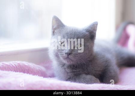 A British kitten is lying on the windowsill. Cute kitten. Magazine cover. Pet. Grey kitten. Rest. Kitten at the window Stock Photo