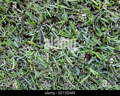 Green artificial grass fence close-up texture Stock Photo