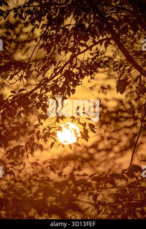 Bright sun setting behind silhouetted tree branches and leaves, creating a warm, tranquil golden hour ambiance in nature Stock Photo