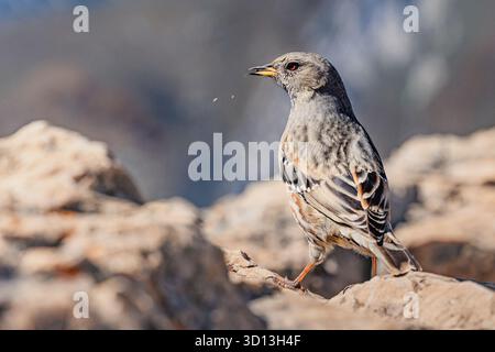 Alpine accentor standing on rock, searching for food. High altitude bird in natural wildlife habitat Stock Photo