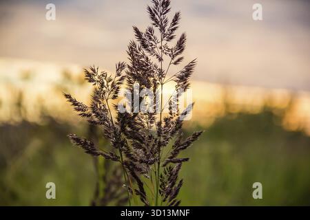 A branch of dry grass at sunset in the field. field plants. Sunset in the field. dry grass Stock Photo