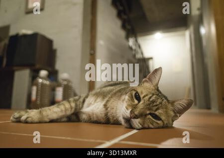 Lazy tabby cat lying on ground at home Stock Photo