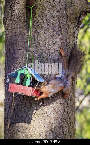 Squirrel eats from the trough. Squirrel on the tree. Red squirrel. Animal rodent Stock Photo