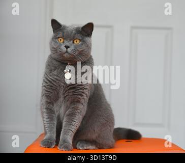 British blue cat is sitting on orange suitcase on light background. Stock Photo