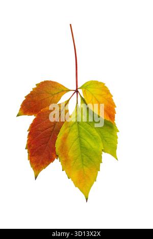 Bright multi-colored autumn leaf of Virginia creeper on a white background isolated Stock Photo