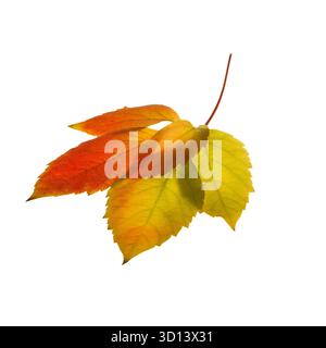 Bright multi-colored autumn leaf of Virginia creeper on a white background isolated Stock Photo