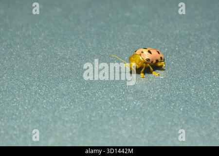 fourteen-spotted pink leaf beetle climbing on car ceiling in night Stock Photo