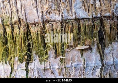 Bark textures close up of a palm tree, Egypt Stock Photo